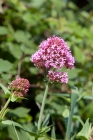 directory_images/Pflanzen in Spreewaldgaerten/Kuebelpflanzen/Geissblattgewaechse/Spornblume-Rote-2d_Centranthus-ruber.jpg